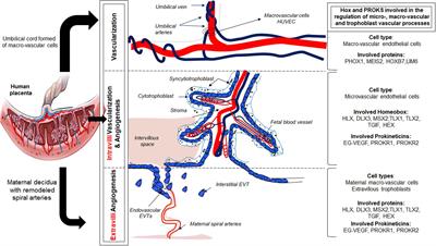 The Emerging Role of the Prokineticins and Homeobox Genes in the Vascularization of the Placenta: Physiological and Pathological Aspects